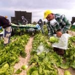 Trabajadores en una finca del campo de Murcia