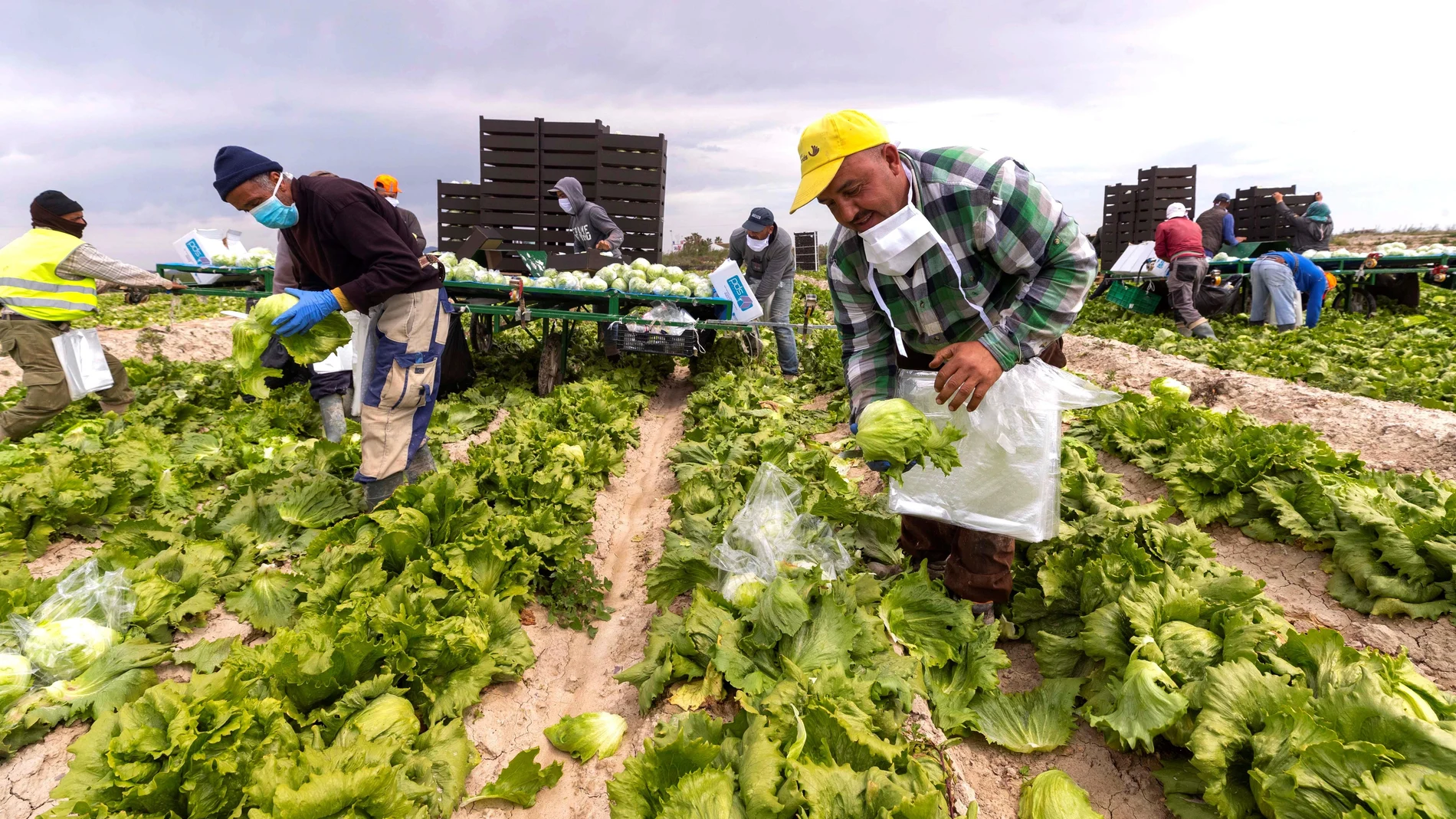 Trabajadores en una finca del campo de Murcia