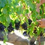 Los andaluces apuestan por los productos ecológicos. JUNTA DE ANDALUCÍA