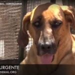 Un perro de una de las protectoras de la plataforma Iberanimal, que alerta de que muchos animales llevan días sin comer