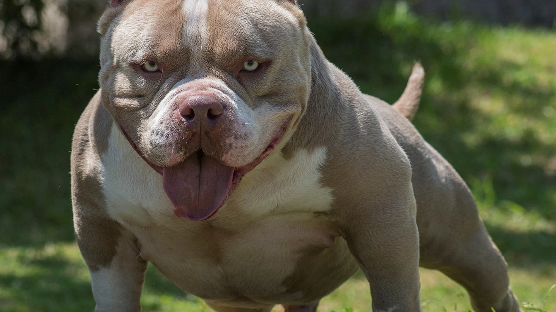 Ejemplar de la raza american bully, procedente de Estados Unidos y originaria de las razas consideradas como potencialmente peligrosas