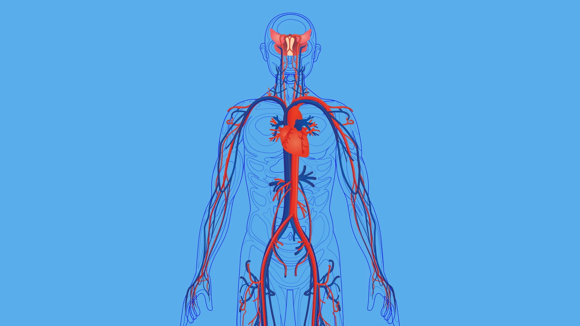 Cuerpo humano y diagrama de sistemas circulatorio.
