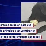 Avalancha de abandonos al “agobiarse" los dueños tanto tiempo con el perro en casa