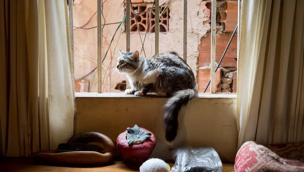 Imagen de un gato en una ventana