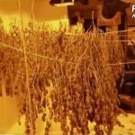 Desmantelada una plantación con 20 kilos de marihuana en una casa de Vallecas