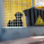 Un galgo en una protectora de animales
