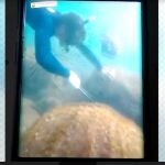 El conspicuo pescador furtivo divulga su "hazaña" para facilitar la labor de la Guardia Civil