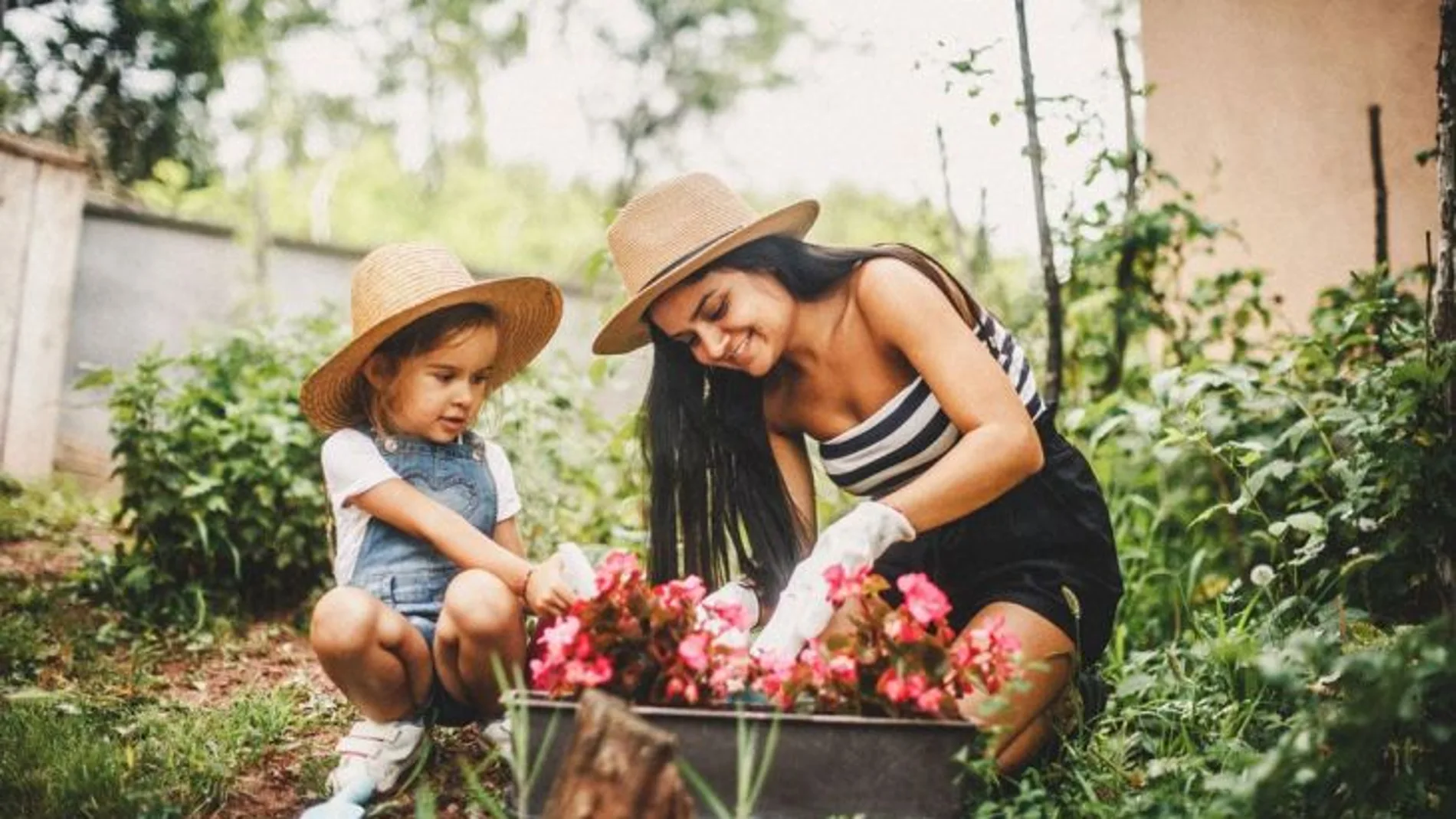 Plantas para acabar con las plagas de mosquitos de tu jardín