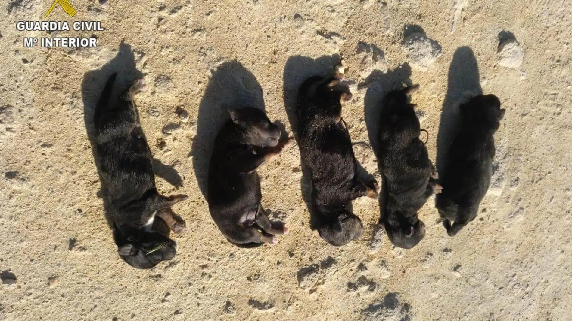 Un individuo se salta el confinamiento para estrellar contra el suelo y matar a cinco cachorros recién nacidos