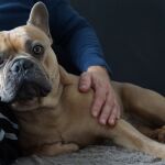 Los propietarios de mascotas no perciben que el confinamiento vaya a crear problemas de salud o comportamiento en sus animales