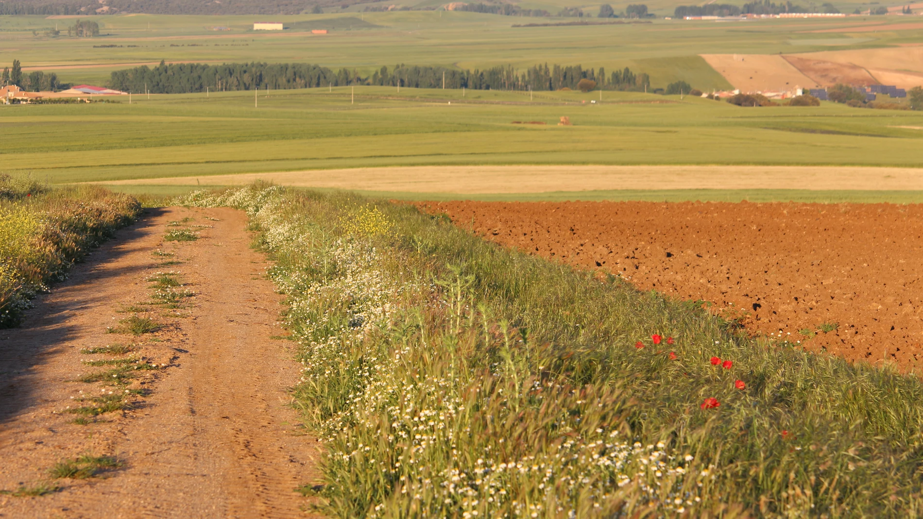 El respeto de lindes y márgenes es fundamental para las especies cinegéticas