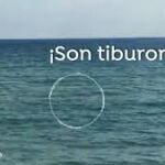 Tiburones en Girona
