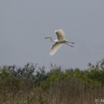 Un ejemplar de argón blanco, una especie que casi desaparece a principios de siglo XX