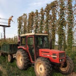 Recogida de lupulo en Carrizo de la Ribera (León)