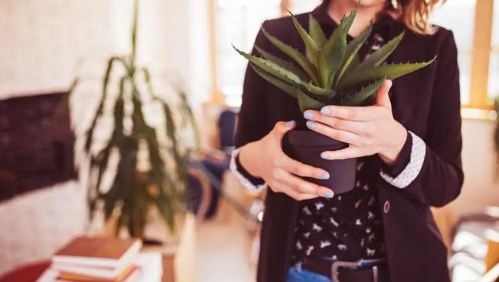 Aloe vera, la planta mágica con fines terapéuticos que te cuida por dentro y por fuera