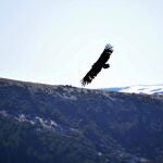 El buitre negro, especie amenazada, vuelve a resurgir en la Sierra de la Demanda burgalesa