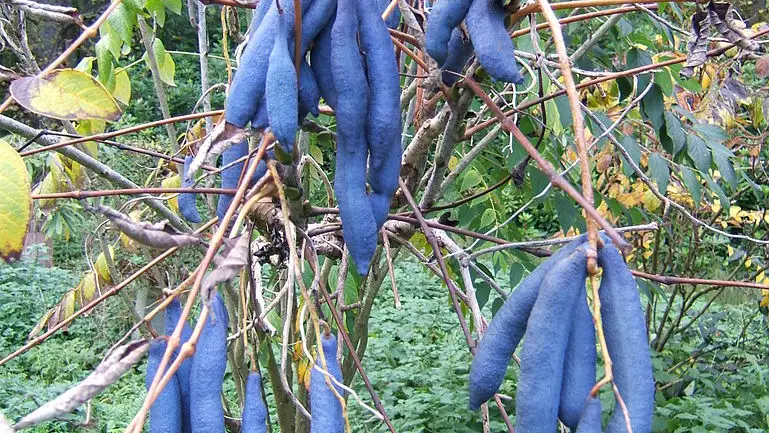 Racimos de bayas azules producidos por un ejemplar de Decaisnea fargesii.