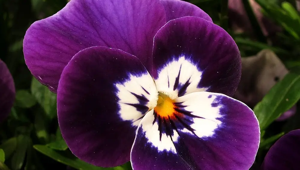 El color morado de los pétalos de la flor del pensamiento es un resultado de la presencia de antocianinas.