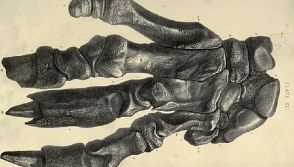 Dibujo de la mano de un megatherium.