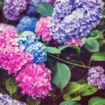 Ramilletes de hortensias, con diferentes colores en función del pH del suelo