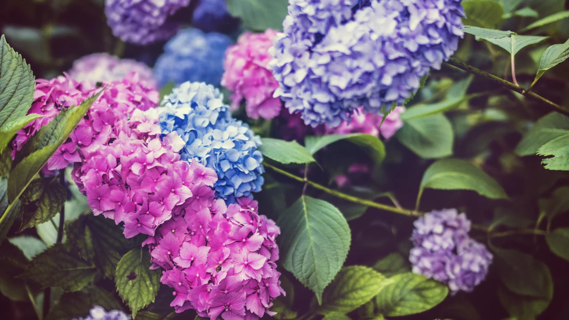Ramilletes de hortensias, con diferentes colores en función del pH del suelo