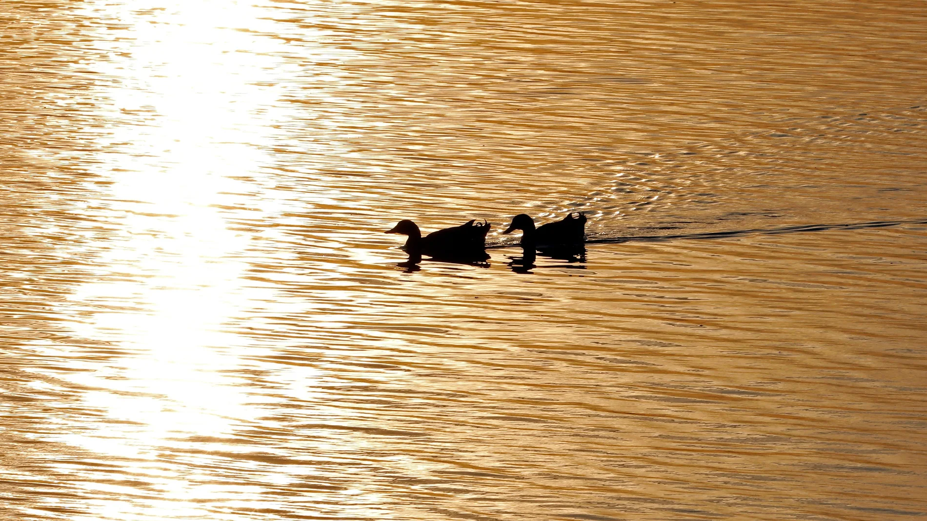 Naturaleza albufera de Valencia