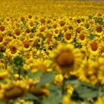 Campo de girasoles en Valladolid