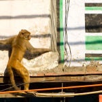 En India es necesaria la protección «antimonos»