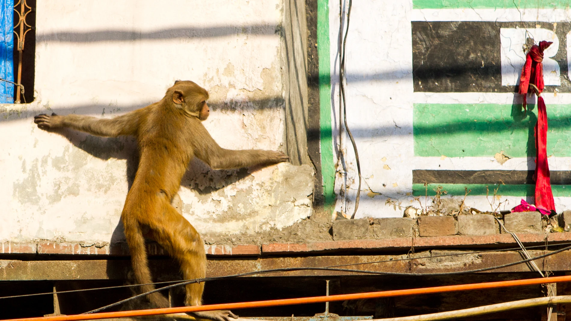 En India es necesaria la protección «antimonos»