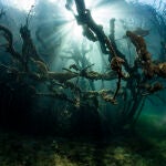 Ruidera. Buceo en las Lagunas de Ruidera. Ciudad Real
