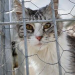 El 112 atiende casi 20.000 llamadas sobre animales abandonados