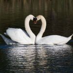 El descenso de los cisnes reales