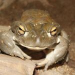 Bufo alvarius mirando de frente muy fijamente al cámara con sus pupilas horizontales.