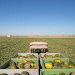Mercadona apuesta por la compra de productos nacionales