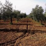 Los agricultores temen que Europa recorte la PAC tras la crisis del coronavirus