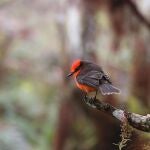 Nacen en Galápagos seis pichones de pájaro brujo, en peligro de extinción