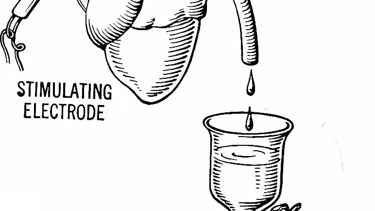 Esquema del experimento de Loewi. El liquido de un corazón que esta siendo estimulado se pasa al siguiente.