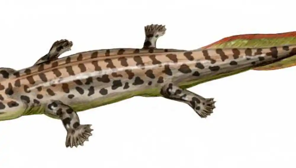 Reconstrucción de Acanthostega, uno de los primeros tetrápodos de los que tenemos buen registro fósil. El aspecto externo es similar a los modernos anfibios, pero su esqueleto aún estaba mejor adaptado para el agua que para la tierra. Fijaos en un detalle curioso: tiene ocho dedos en cada pata. Ésta es una característica habitual en los primeros tetrápodos, que todavía no habían “escogido” un canon en cuanto número de dedos.