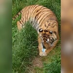 Un trigre del Parque de la Naturaleza de Cabárceno se come una mascarilla