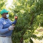 Un temporero de fruta trabaja en una finca de la localidad de Zaidín, Huesca