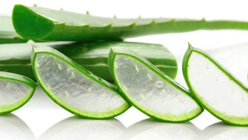 Aloe vera ecológico | Fotografía de archivo