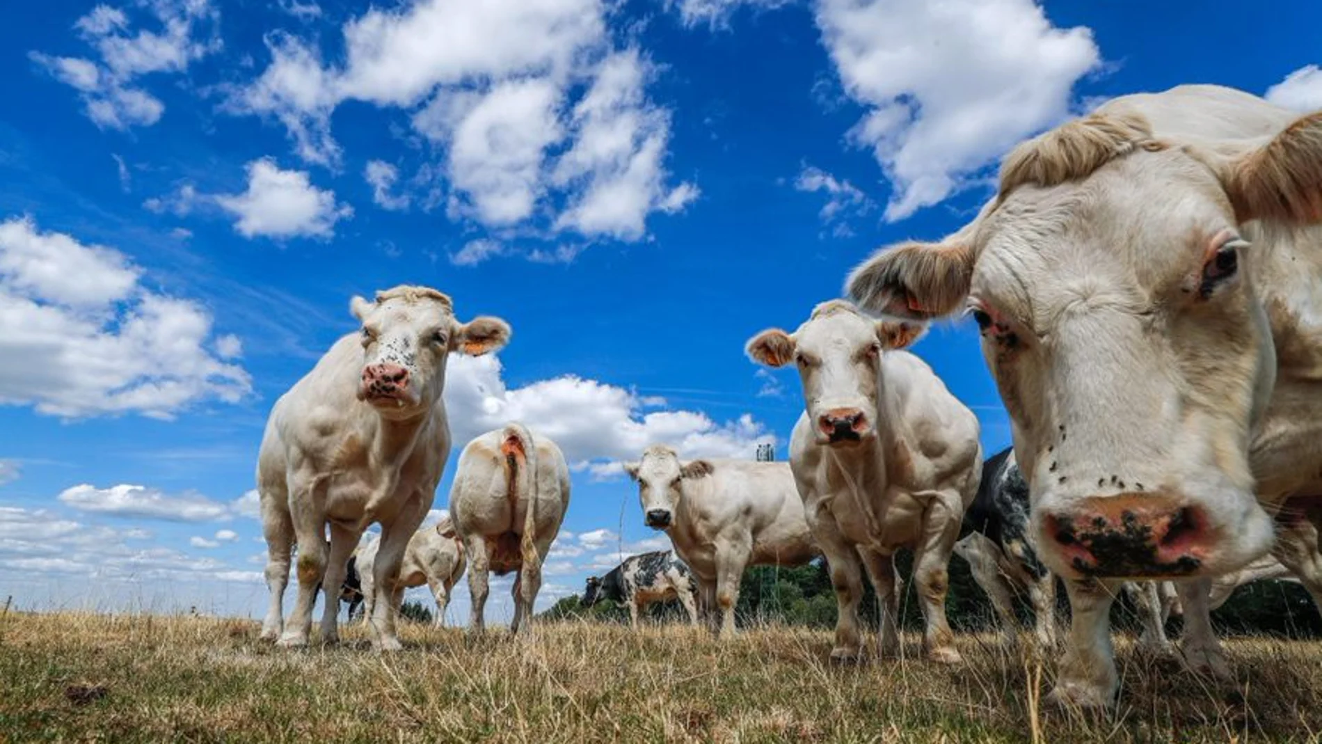 Nuestro país también es el número uno en enjaular animales: hay unos 92 millones, según Igualdad Animal