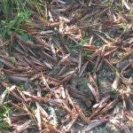 AME9466. CORRIENTES (ARGENTINA), 29/06/2020. Fotograf&iacute;a cedida por el Servicio Nacional de Sanidad y Calidad Agroalimentaria que muestra langostas en el norte de Argentina. Las autoridades argentinas desarrollan una estrategia con fumigaciones a&eacute;reas y terrestres para combatir la plaga de langostas que azota al norte del pa&iacute;s, principalmente a la provincia de Corrientes, informaron este lunes a Efe desde el Servicio Nacional de Sanidad y Calidad Agroalimentaria (Senasa). EFE/ Cortes&iacute;a Senasa/SOLO USO EDITORIAL/NO VENTAS/MEJOR CALIDAD DISPONIBLE