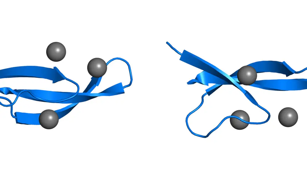 Estructura tridimensional de la defensina-6 humana, vista de perfil (izquierda) y desde arriba (derecha). La línea azul es la cadena de 32 aminoácidos que forma la proteína, y las tres flechas son “hilos beta”, las estructuras responsables de que las defensinas-6 se enreden entre sí como si fueran velcro. En gris aparecen tres iones de cloro, que marcan dónde se acumulan las cargas positivas en la proteína.
