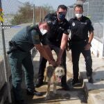 La Guardia Civil Investiga A Un Vecino De Águilas Por Maltratar A Su PerroGUARDIA CIVIL08/07/2020