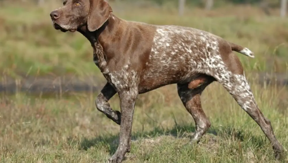 Muestra de braco alemán durante la caza.