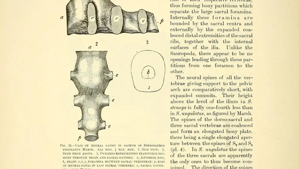 Negativo de la cavidad encontrada en el conducto vertebral de un estegosaurio