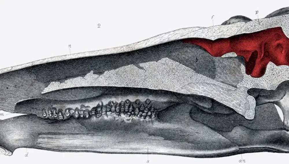 Cavidad craneal del holotipo USNM 4934 de Stegosaurus stenops pintado por Frederick Berger en 1885