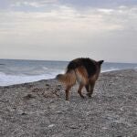 Playa canina La Rana en Adra, Almería, de piedras y sin servicios