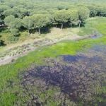 Imagen de archivo del Parque Natural de Doñana